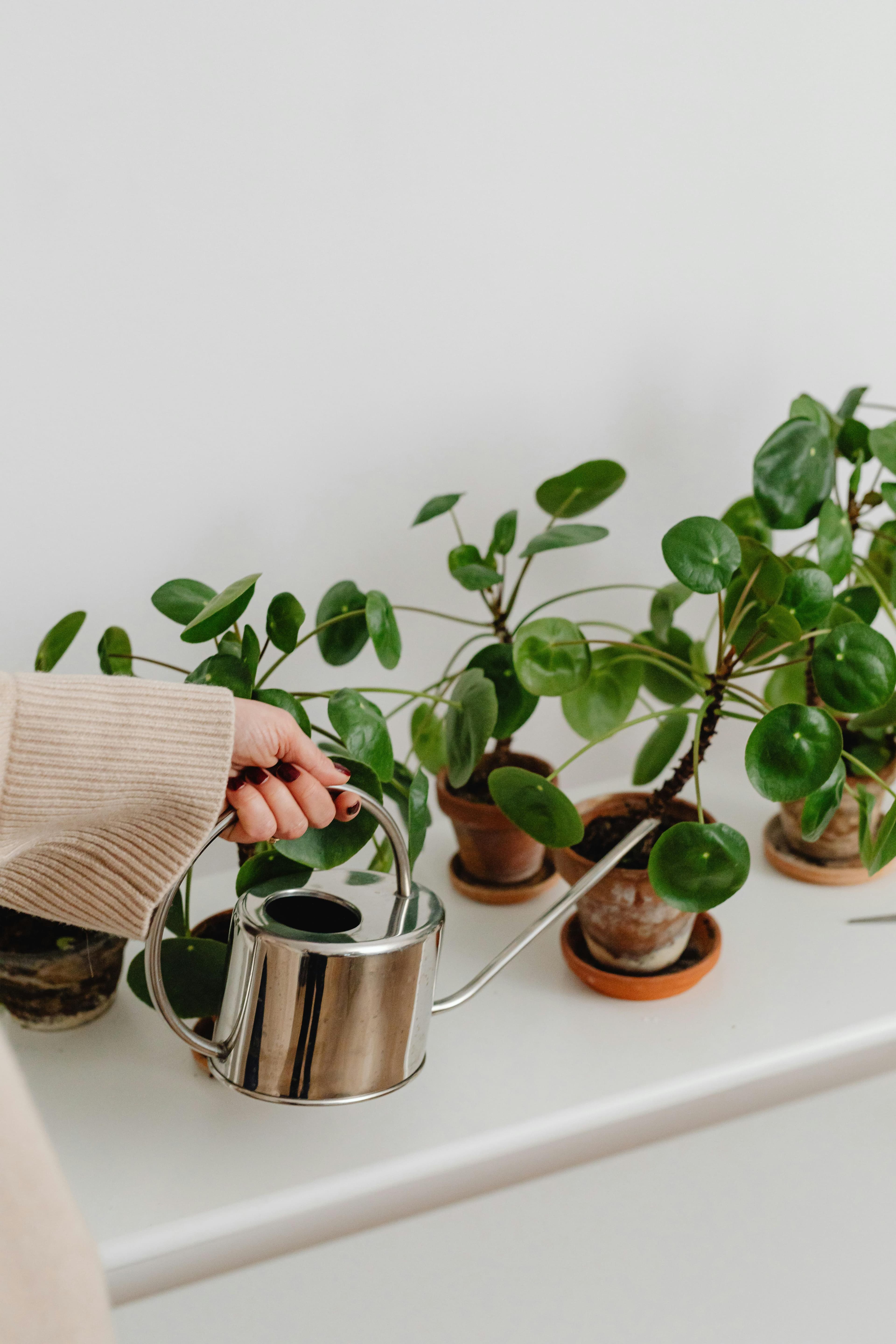 Mastering the Art of Watering Your Plants | Mavyn 