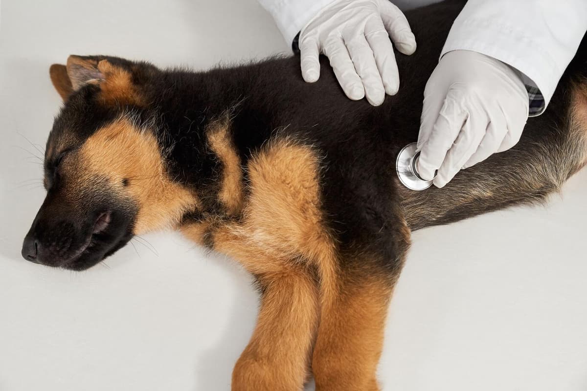 Understanding Canine Parvovirus Symptoms & Care Mavyn