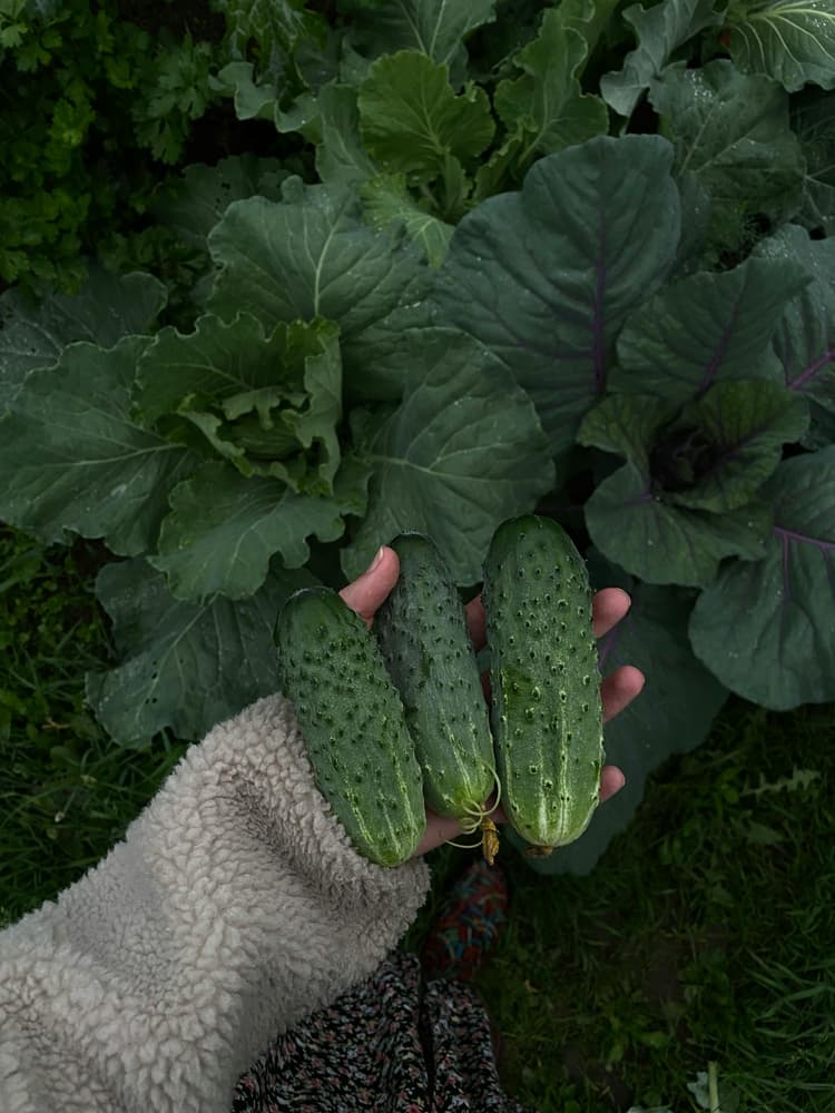 Best practices for growing cucumbers mavyn