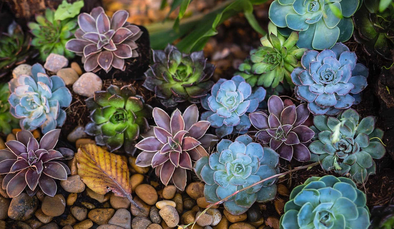 Colorful succulents