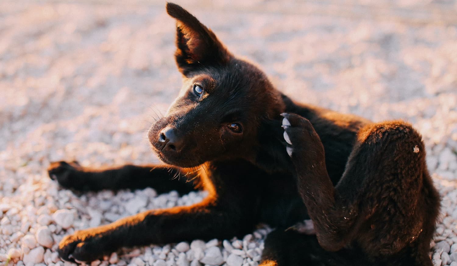 Brown puppy scratching its ear