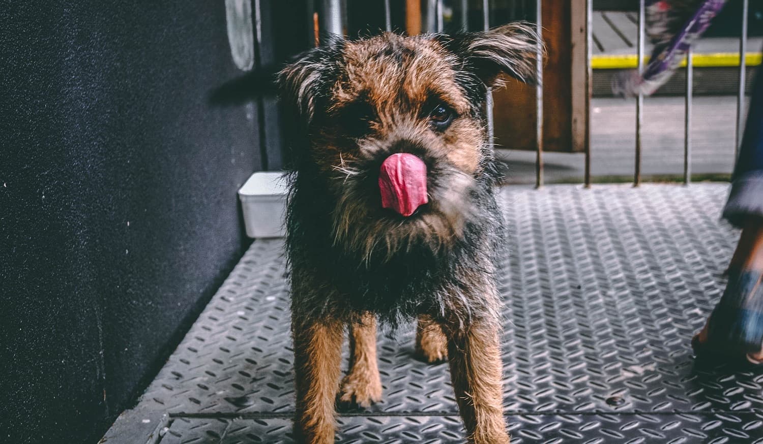 Small dog with tongue out