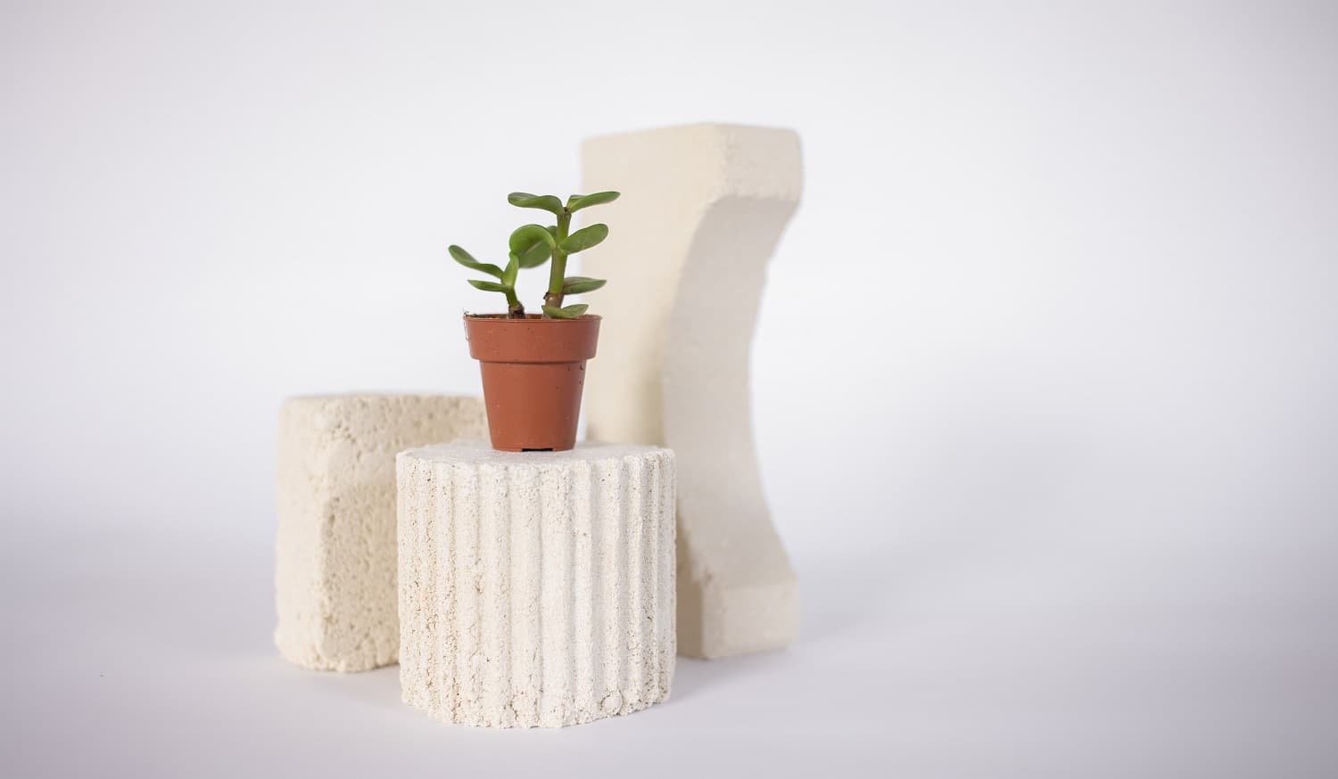 Jade plant on a white short columnlike rock
