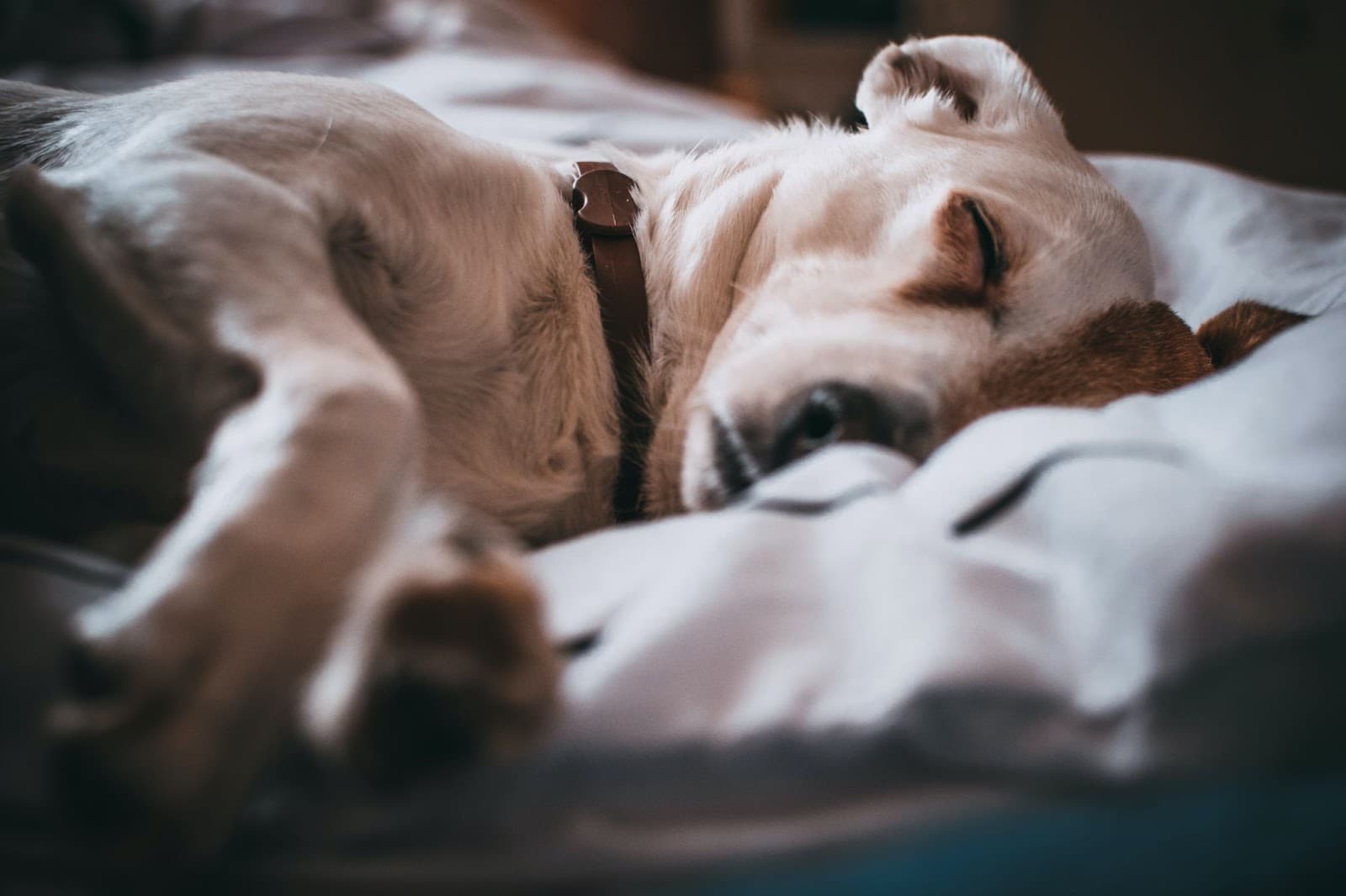 Sleeping dog with collar
