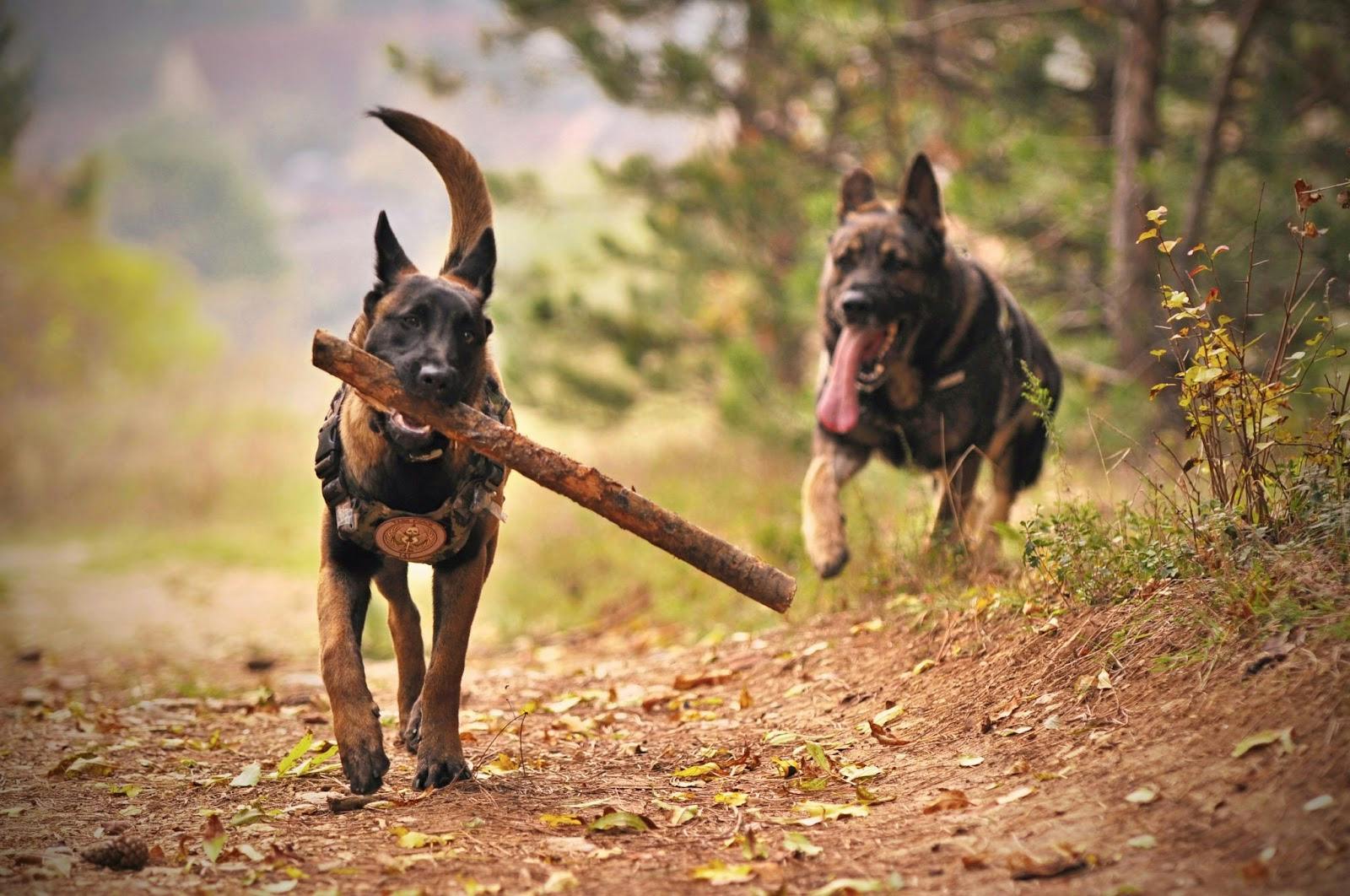 Two dogs running with stick.
