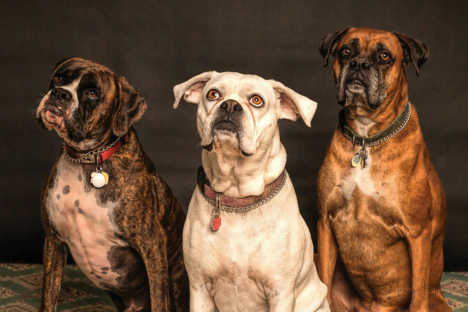 Three pretty dogs looking at camera.