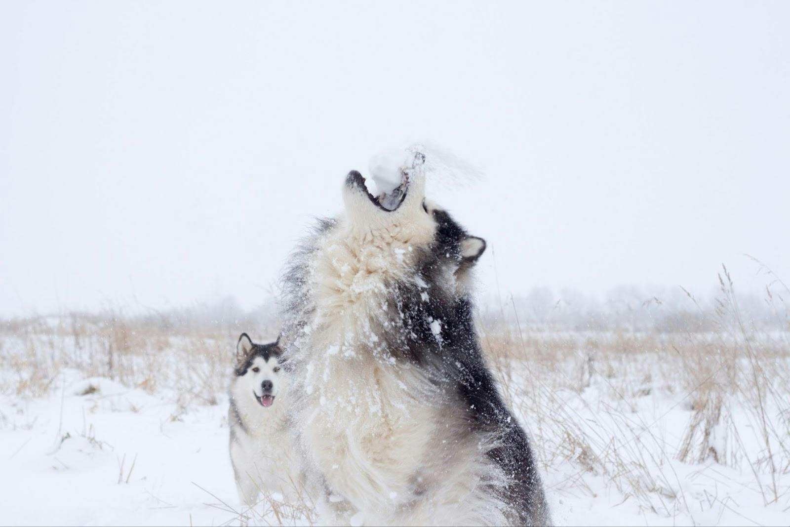 Huskie dog howling in the snow