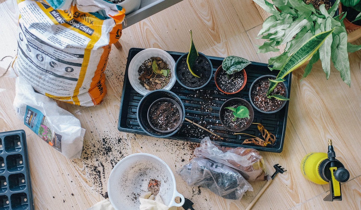 Repotting indoor plants tools and soil