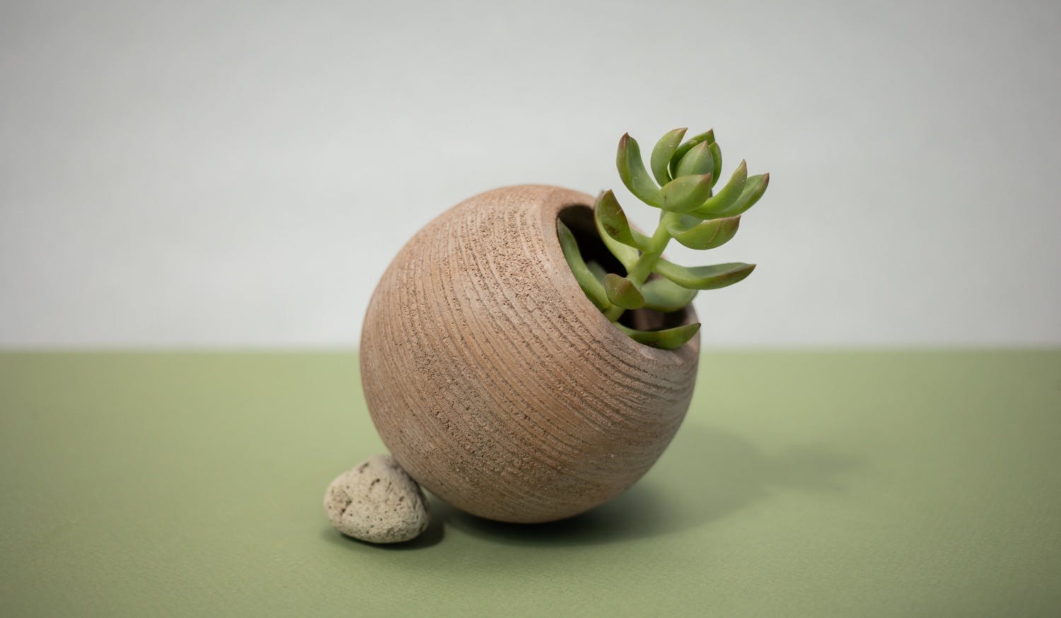 Jade plant pot inclined