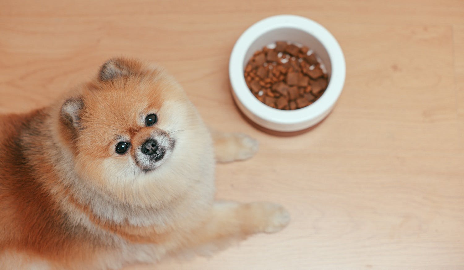 Dog with a full food bowl