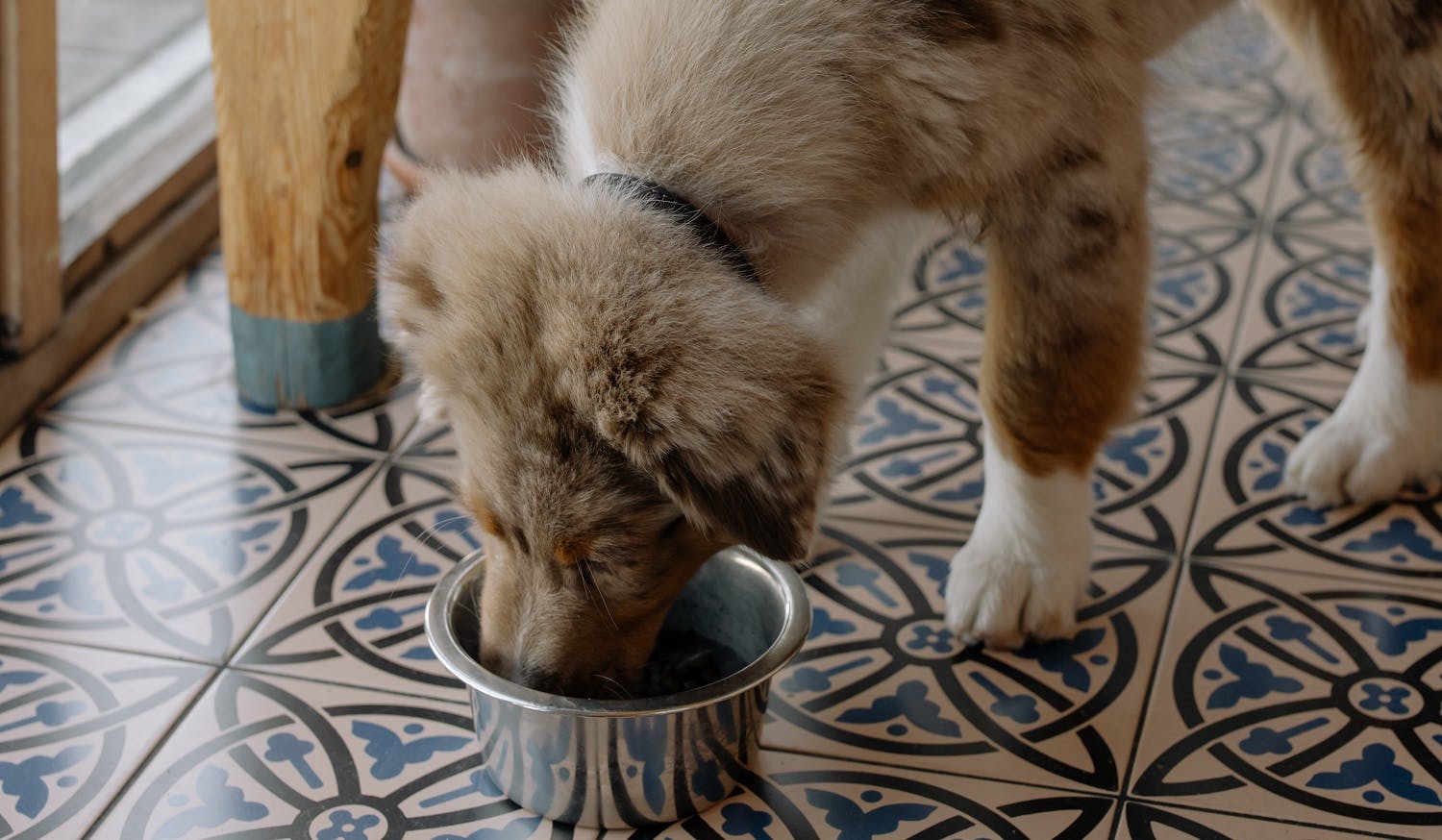 Puppy eating food from a bowl