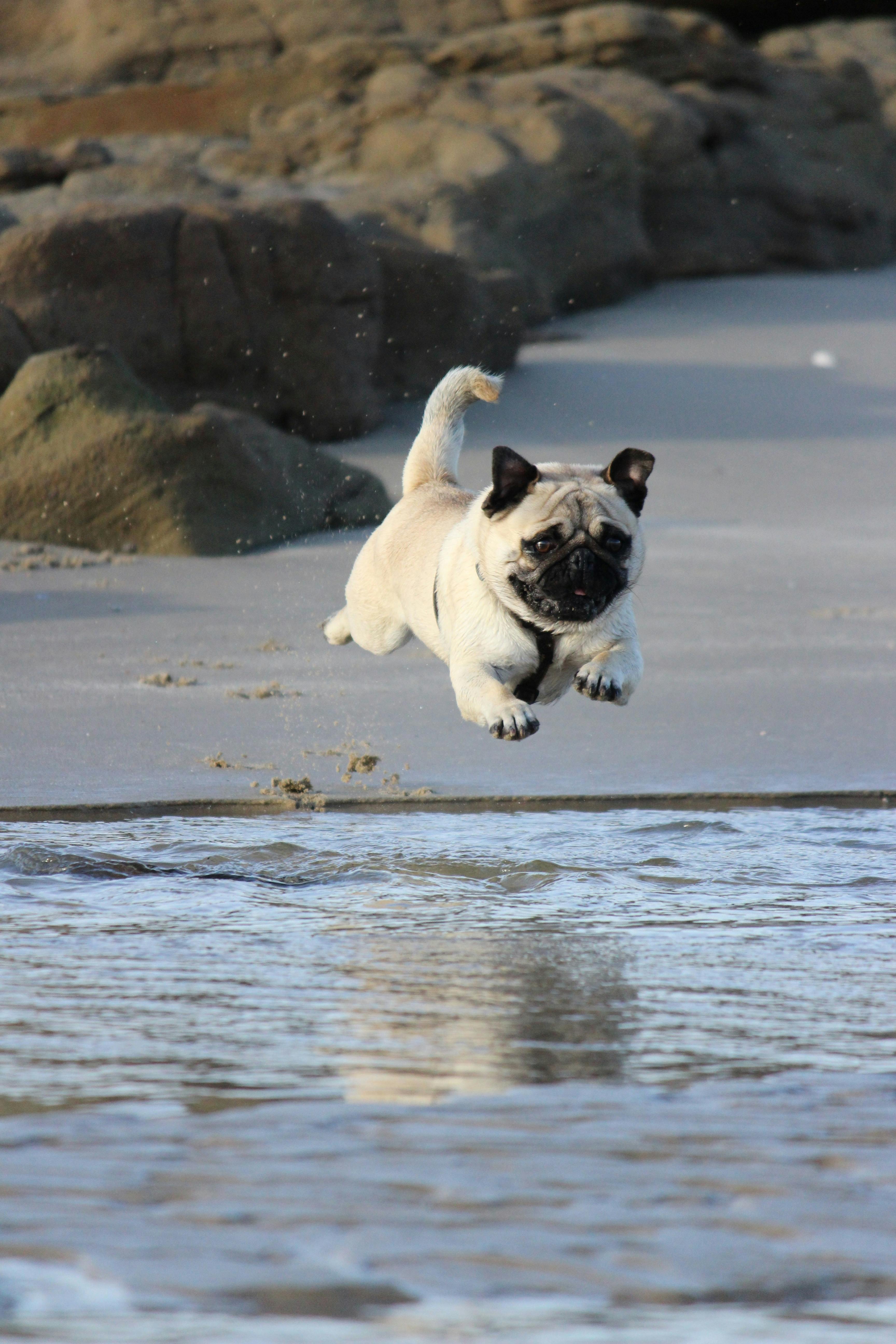 pug dog jumps into water
