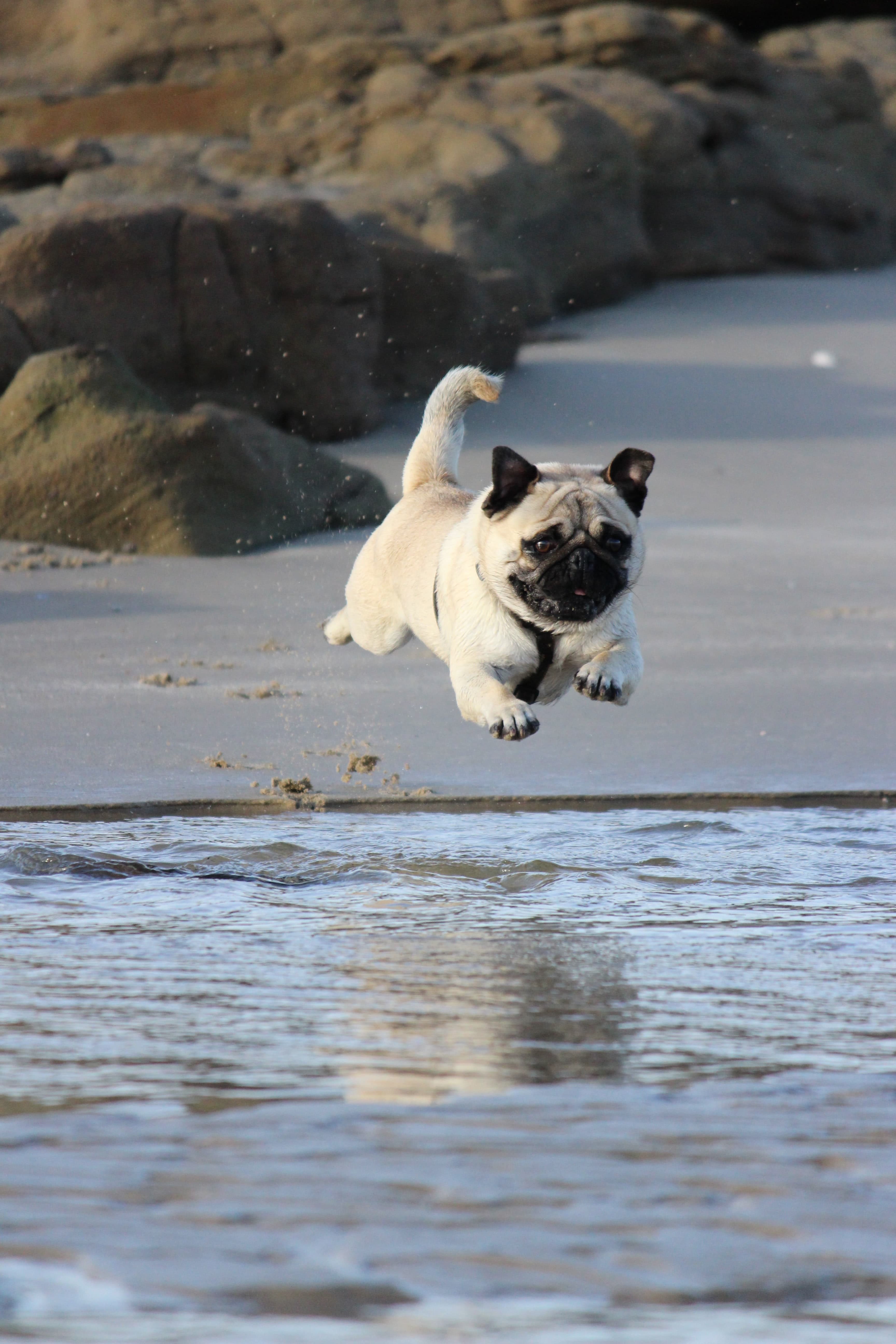 pug dog jumps into water