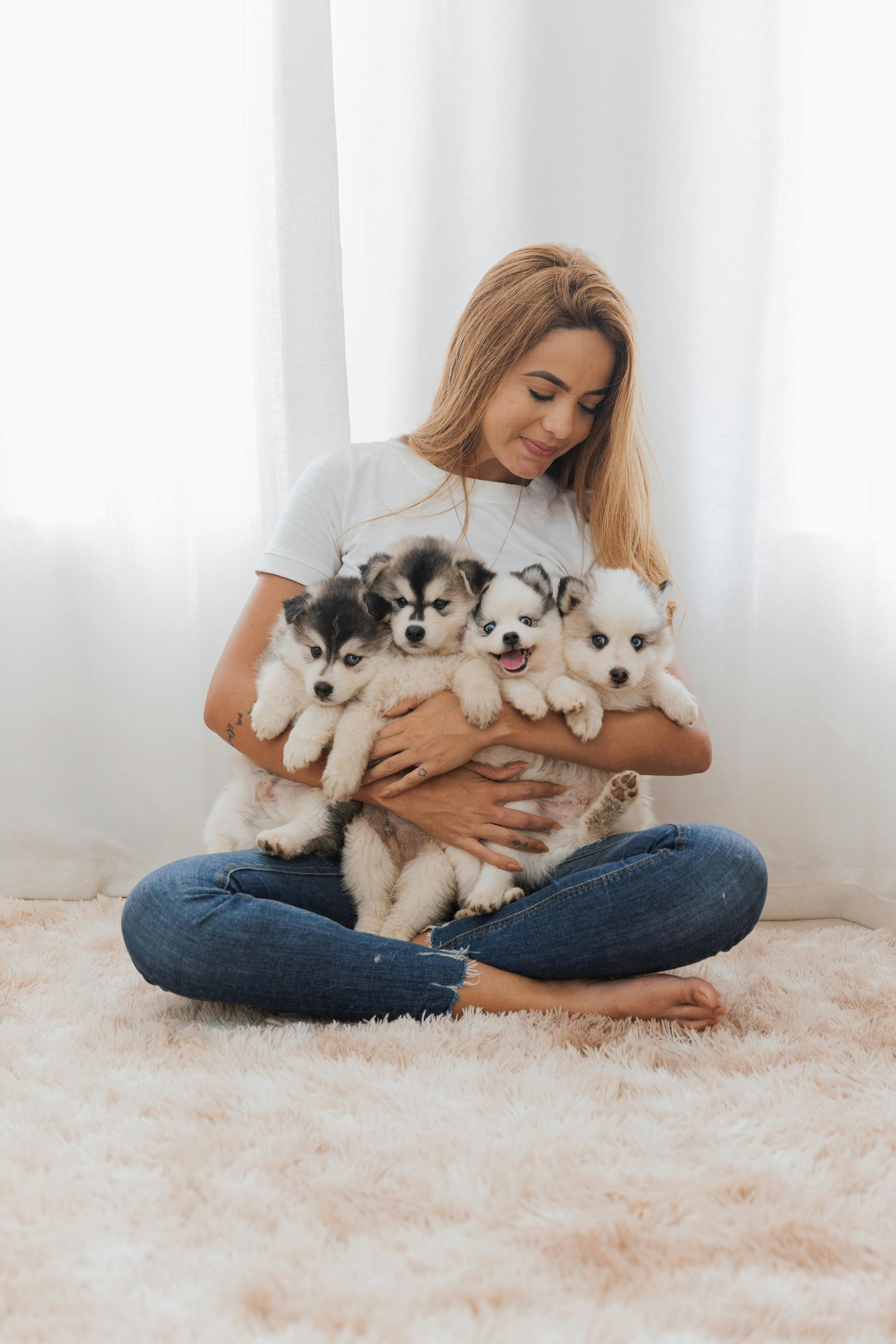 Woman sitting with 4 pomsky puppies in her arms